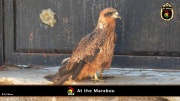 2014_at_the_marabu 018