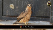 2014_at_the_marabu 020