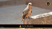 2014_at_the_marabu 022