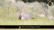 City Pout 062