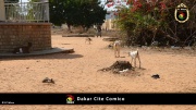 Dakar Cite Comico 014
