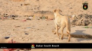 Dakar Südstrand 042