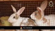 FC Wien Tierfarm 003