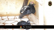 FC Wien Tierfarm 014