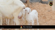 FC Wien Tierfarm 018