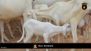 FC Wien Tierfarm 020