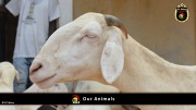 FC Wien Tierfarm 025