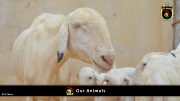 FC Wien Tierfarm 026