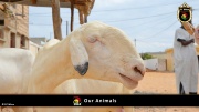 FC Wien Tierfarm 039