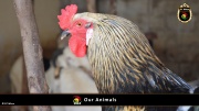 FC Wien Tierfarm 048