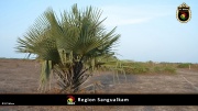 Region Sangualkam 013
