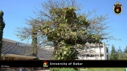 Universtität von Dakar 025