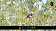 Universtität von Dakar 049