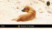 Tiere in Senegal 000