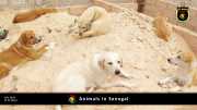 Tiere in Senegal 002