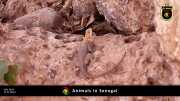 Tiere in Senegal 004