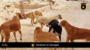 Tiere in Senegal 025
