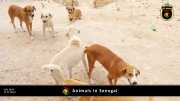Tiere in Senegal 028