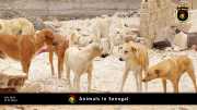 Tiere in Senegal 029