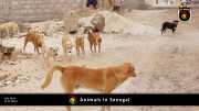 Tiere in Senegal 030