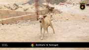 Tiere in Senegal 033