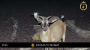Tiere in Senegal 043