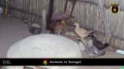 Tiere in Senegal 049