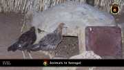 Tiere in Senegal 050