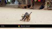 Goree Island 030
