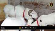 Unsere "Sheep Akademie" in Senegal 003