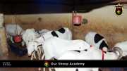Unsere "Sheep Akademie" in Senegal 007