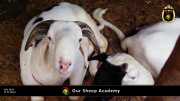 Unsere "Sheep Akademie" in Senegal 008