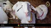 Unsere "Sheep Akademie" in Senegal 009