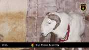 Unsere "Sheep Akademie" in Senegal 016