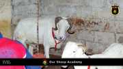 Unsere "Sheep Akademie" in Senegal 017